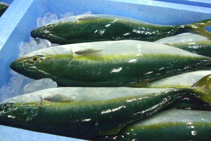 旬の魚 冬 河市水産のレシピ紹介 京都の鮮魚仲卸 河市水産株式会社