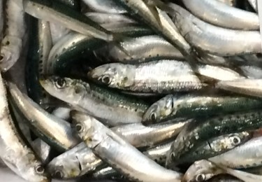 いわしの三色揚げ | 板前が作る本格お魚料理レシピ | 京都の鮮魚仲卸 河市水産株式会社